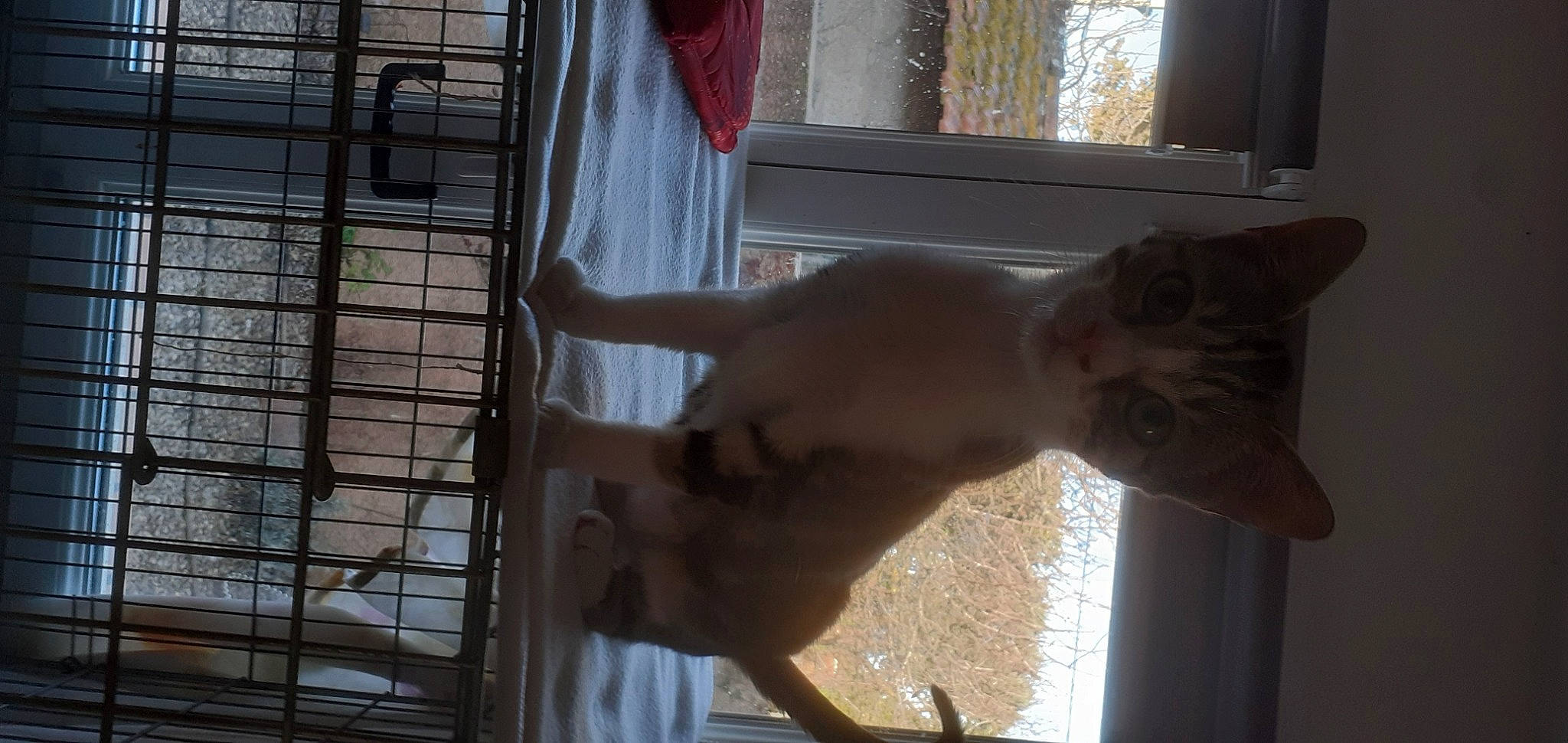 Syrielle participe au concours pour gagner de l'argent avec cette photo : barechested, carnivore, cat, daylighting, elbow, fawn, felidae, mesh, metal, pet_supply, room, sash_window, small_to_medium_sized_cats, snout, tail, vertebrate, window, window_covering, window_treatment, wood