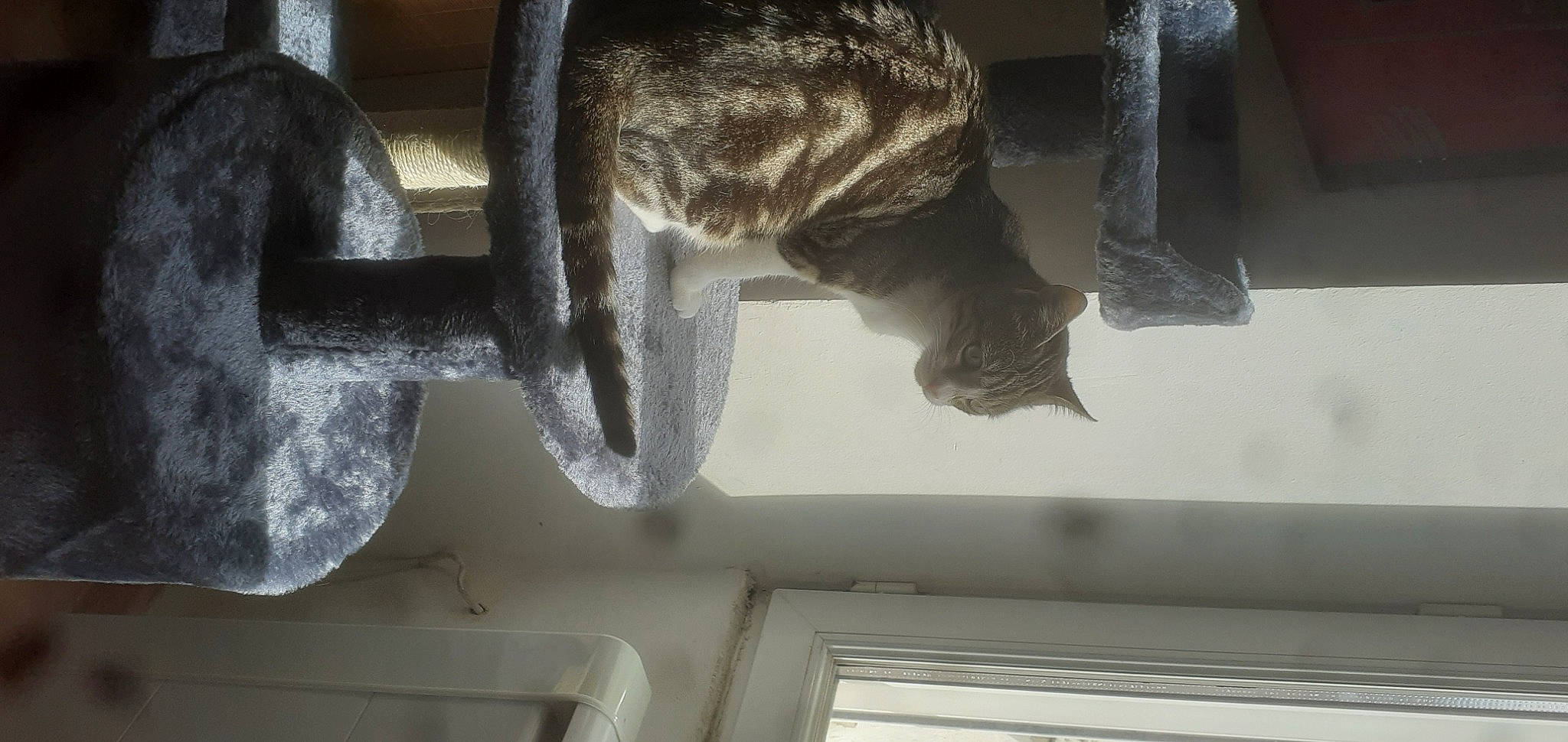 Syrielle a rejoint le concours — aidez-le/la à gagner de superbes lots ! auto_part, automotive_exterior, automotive_tire, automotive_wheel_system, cat, felidae, grey, light, metal, sculpture, small_to_medium_sized_cats, snout, tail, terrestrial_animal, tints_and_shades, vehicle_door, whiskers, white, window, windshield