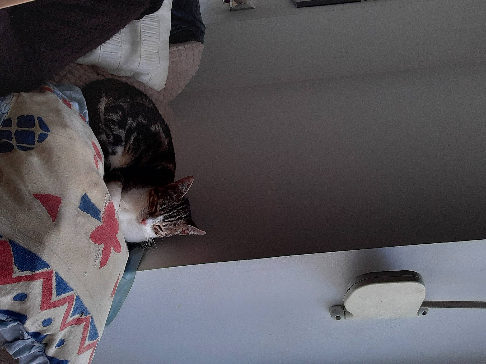 Syrielle a rejoint le concours — aidez-le/la à gagner de superbes lots ! automotive_exterior, carmine, carnivore, cat, ceiling, comfort, couch, domestic_short_haired_cat, felidae, flag_of_the_united_states, flooring, linens, material_property, pattern, room, small_to_medium_sized_cats, tail, tree, whiskers, wood