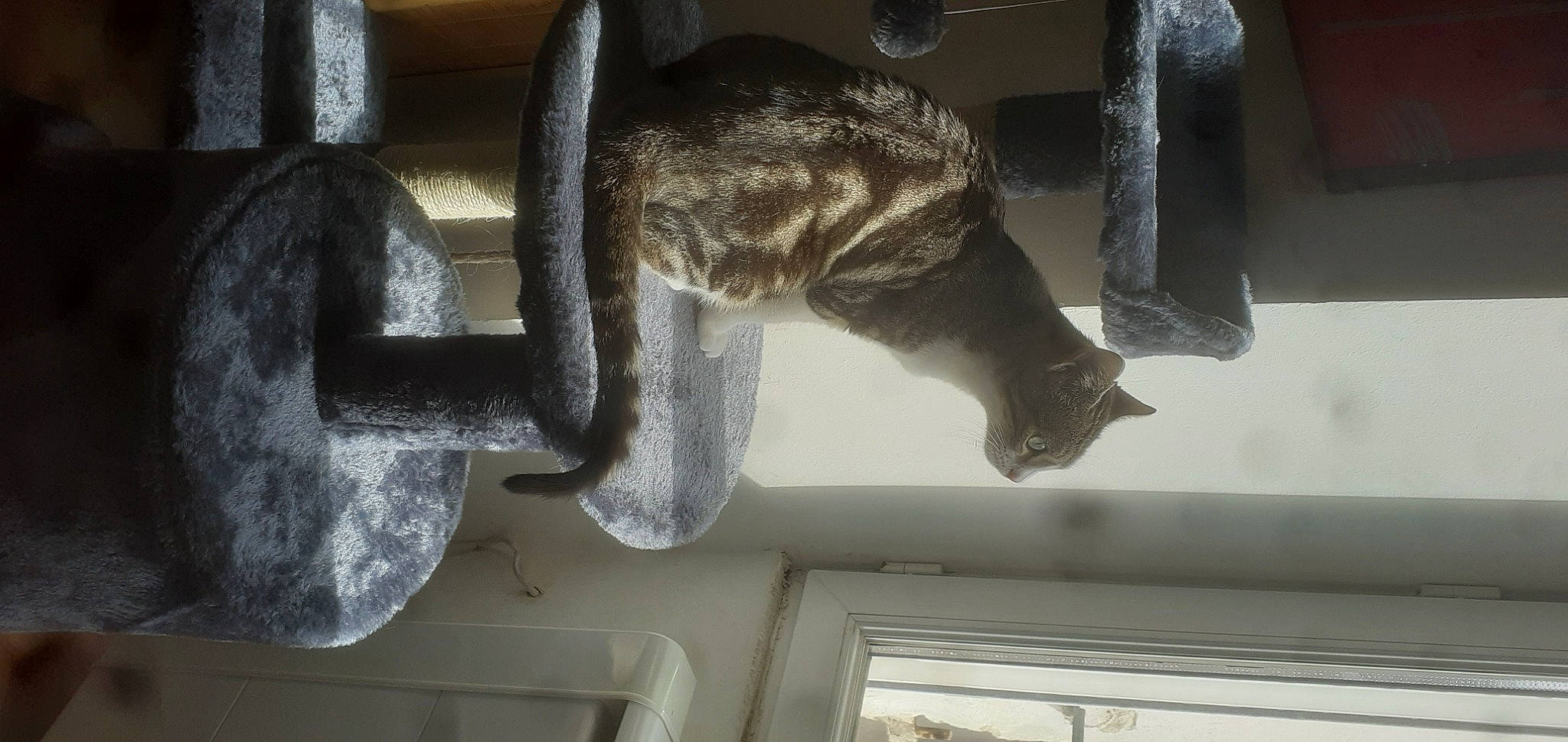 Syrielle a rejoint le concours — aidez-le/la à gagner de superbes lots ! auto_part, automotive_exterior, automotive_tire, automotive_wheel_system, automotive_window_part, bumper, car, cat, felidae, fur, light, metal, motor_vehicle, rim, small_to_medium_sized_cats, snout, tail, vehicle, vehicle_door, window