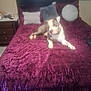 dog, bed, pillow, purple_bedspread, furniture, bedroom, pet, canine, resting, indoor, blanket, headboard, nightstand, window, curtains, collar, relaxed, cozy, home, animal