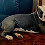 Scratch joined the competition — help win amazing prizes! dog, gray, white, carpet, indoor, portrait, frame, photo, pet, animal, furniture, home, floor, relaxed, lying_down, curious, paw, collar, face, brown