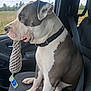 Scratch is registered to the contest to win money with this photo: dog, pet, car_interior, seat, collar, toy, rope_toy, brown_and_white, sitting, side_profile, window, seatbelt, road_trip, animal, canine, domestic_animal, leisure, vehicle, companion, resting
