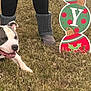 animal, black_pants, boots, brown_grass, cheerful, collar, crouching, daylight, dog, festive, grass, holiday_decoration, outdoor, person, pet, pit_bull, playful, smiling, winter_clothing, yard
