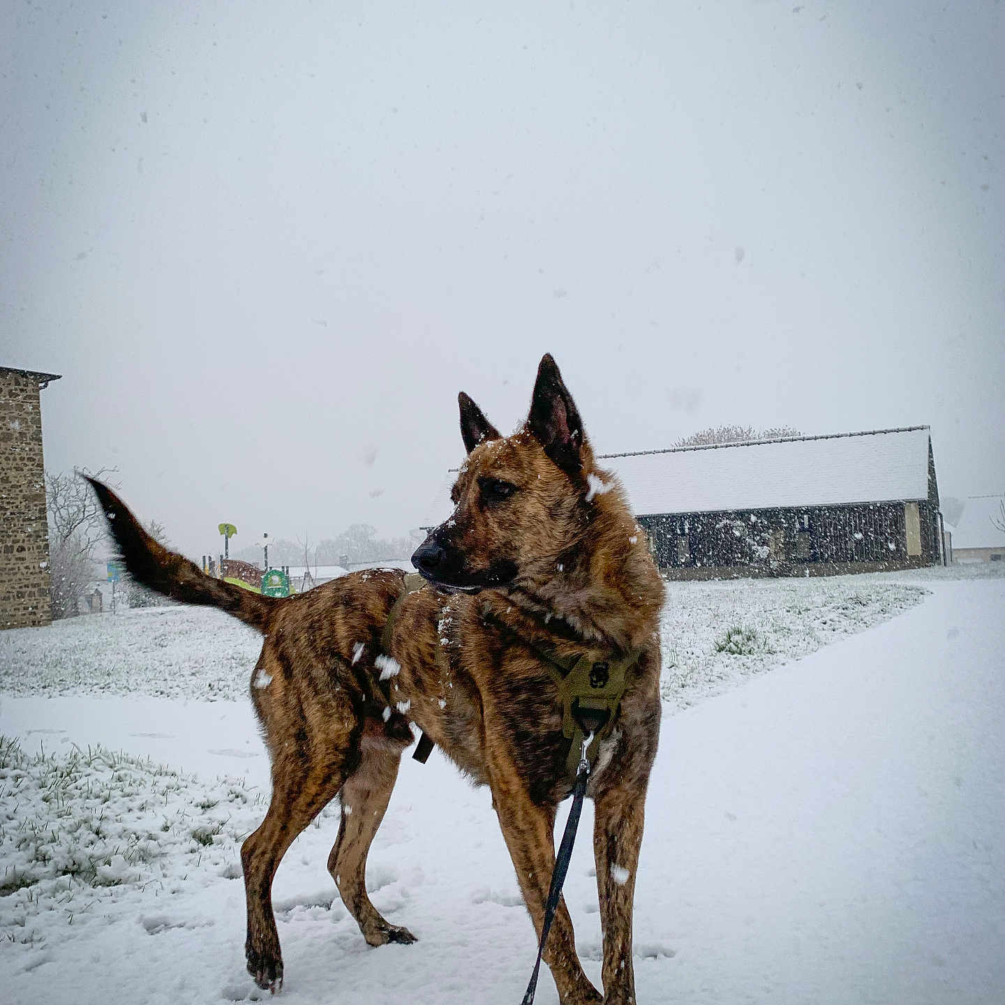Aïko participe au concours pour gagner de l'argent avec cette photo : dog, brindle, snow, leash, outdoor, winter, canine, path, grass, building, snowfall, animal, pet, alert, nature, cold, fur, standing, rural, daytime