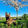 Aïko participe au concours pour gagner de l'argent avec cette photo : dog, brindle, grass, tree, flowering_tree, blue_sky, outdoor, nature, pet, canine, spring, sunlight, field, plant, fence, leaf, animal, daytime, scenery, peaceful
