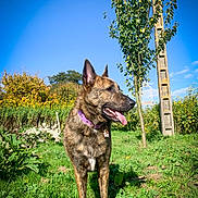 Aïko a rejoint le concours — aidez-le/la à gagner de superbes lots ! dog, brindle, purple_collar, grass, tree, blue_sky, sunny, outdoor, nature, tongue_out, pet, canine, animal, greenery, daytime, fence_post, autumn, leafy, happy, standing