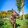 dog, brindle, purple_collar, grass, tree, blue_sky, sunny, outdoor, nature, tongue_out, pet, canine, animal, greenery, daytime, fence_post, autumn, leafy, happy, standing