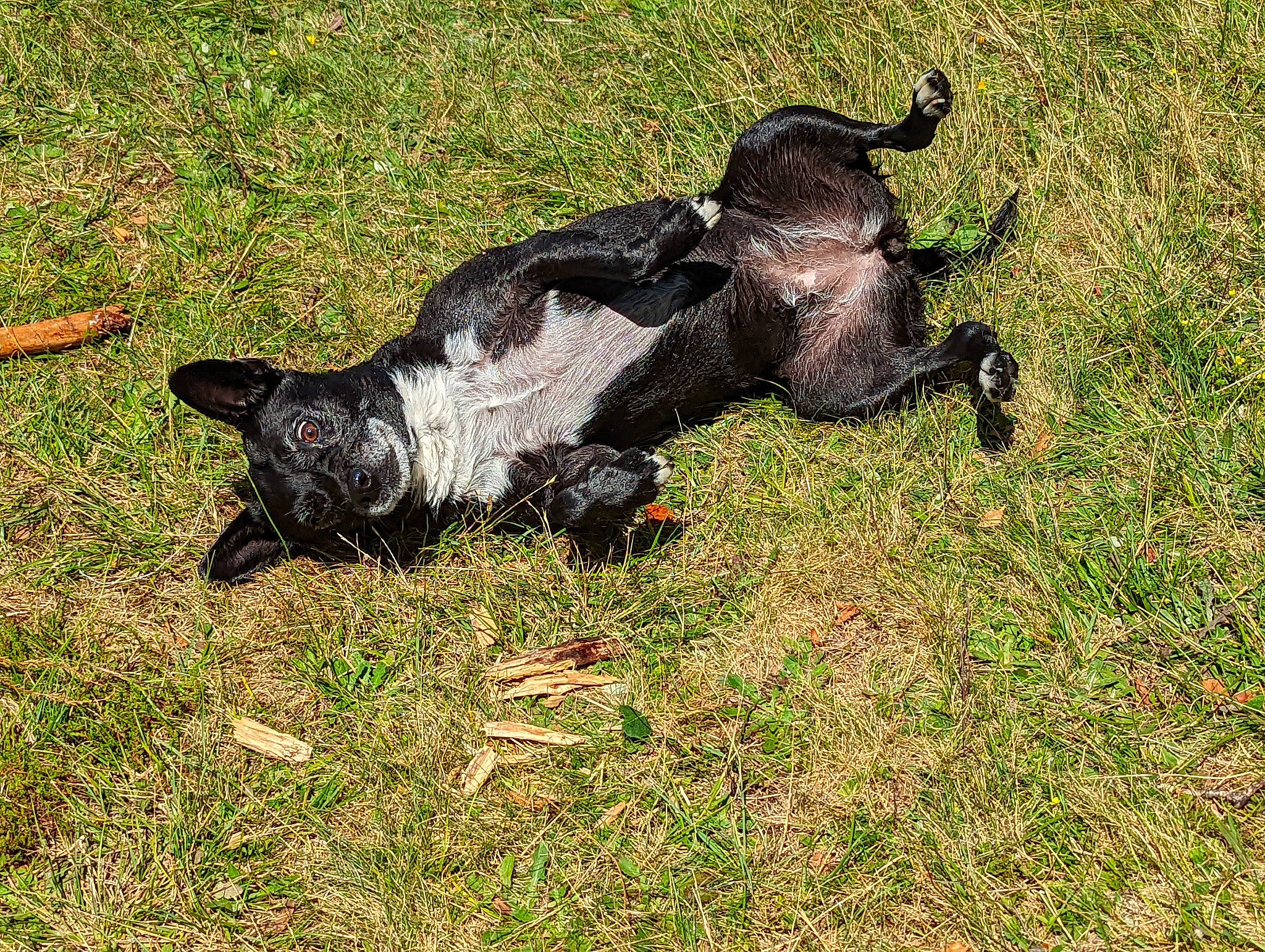 Julia a rejoint le concours — aidez-le/la à gagner de superbes lots ! beak, bovine, canidae, carnivore, companion_dog, cow_goat_family, dog, dog_breed, fawn, fur, grass, grassland, guard_dog, livestock, non_sporting_group, pasture, sporting_group, tail, terrestrial_animal, working_animal