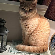Marley participe au concours pour gagner de l'argent avec cette photo : cat, feline, orange_cat, pet, indoor, lamp, lantern, mirror, reflection, glass_mat, table, fur, whiskers, tail, cute, domestic_animal, portrait, cozy, person, photography