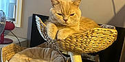Marley participe au concours pour gagner de l'argent avec cette photo : cat, cat_tree, woven_basket, feather_toy, indoor, light_orange_cat, wall_clock, furniture, cozy, pet, resting_cat, home_decor, lamp, mirror, toy, relaxed, perch, cat_bed, floor, room