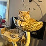 cat, cat_tree, woven_basket, feather_toy, indoor, light_orange_cat, wall_clock, furniture, cozy, pet, resting_cat, home_decor, lamp, mirror, toy, relaxed, perch, cat_bed, floor, room