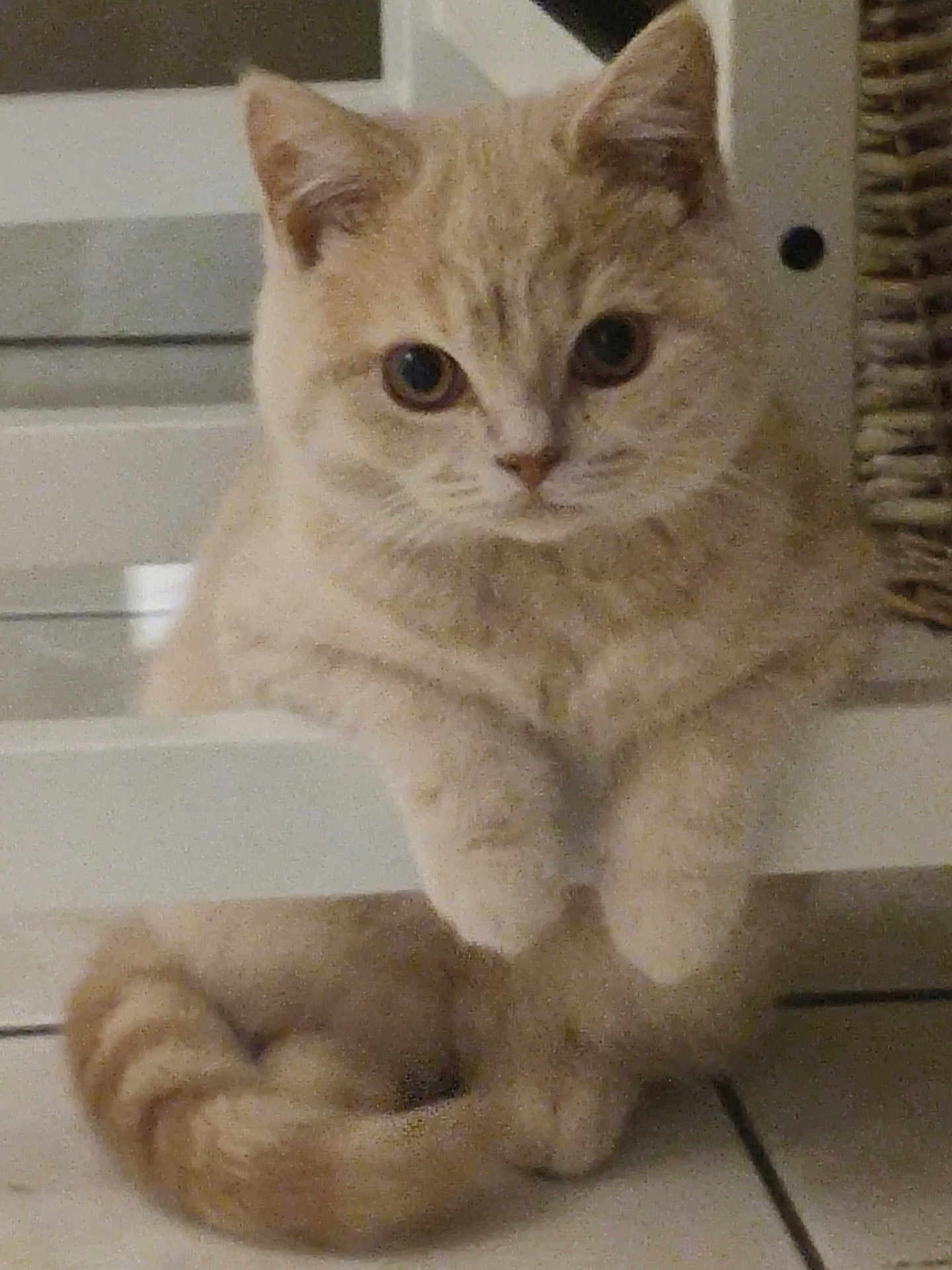 Marley a rejoint le concours — aidez-le/la à gagner de superbes lots ! cat, beige, fluffy, chair, paws, tail, indoor, pet, feline, cute, relaxed, domestic, fur, whiskers, animal, closeup, home, floor, curled, resting