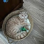 Marley participe au concours pour gagner de l'argent avec cette photo : cat, basket, toy, wooden_floor, indoor, pet, fur, curled_up, relaxed, beige, domestic_cat, animal, cute, whiskers, ears, paws, flooring, woven, cozy, resting