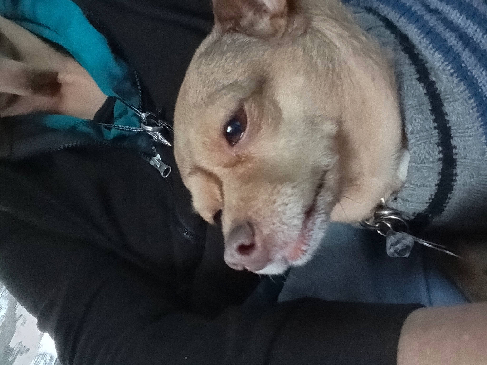 Gemini is registered to the contest to win money with this photo: canidae, carnivore, companion_dog, dog, dog_breed, ear, fawn, jaw, liver, non_sporting_group, snout, sporting_group, terrestrial_animal, whiskers, working_animal, wrinkle