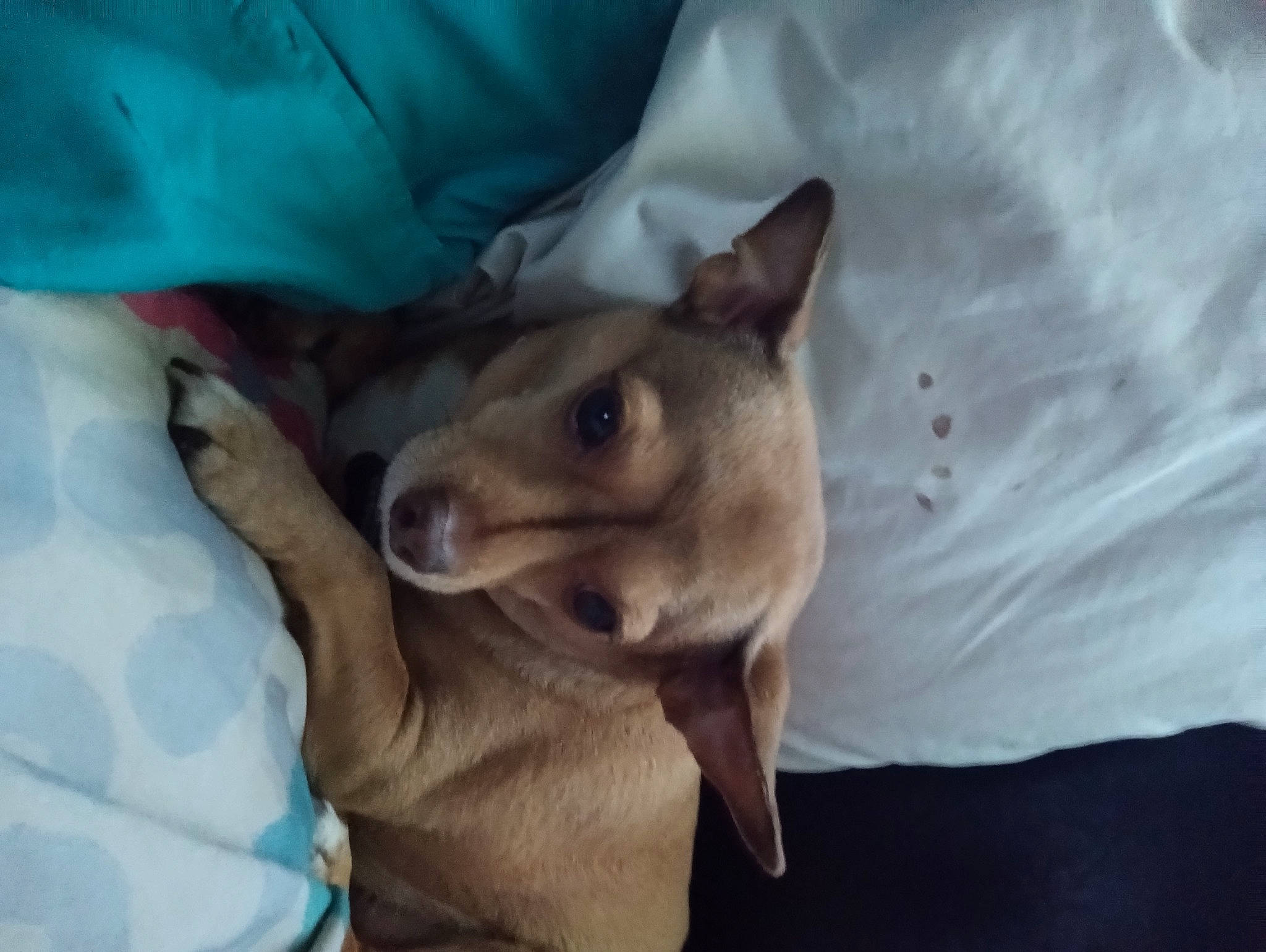 Gemini is registered to the contest to win money with this photo: canidae, carnivore, collar, comfort, companion_dog, dog, dog_breed, dog_supply, ear, fawn, fur, nap, non_sporting_group, paw, snout, sporting_group, whiskers, working_animal