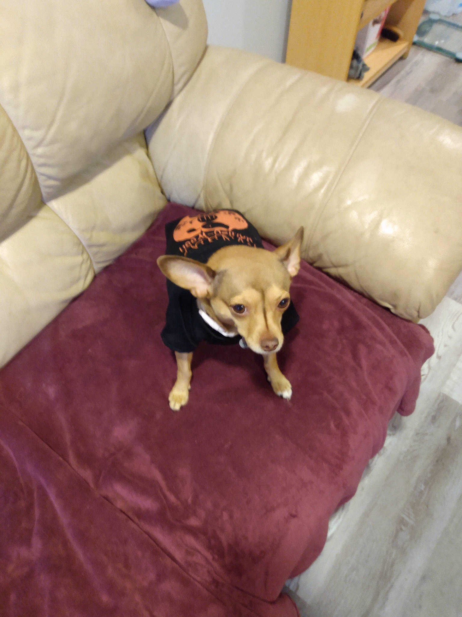 Gemini is registered to the contest to win money with this photo: canidae, carnivore, comfort, companion_dog, couch, dog, dog_breed, dog_supply, fawn, felidae, flooring, fur, furniture, hardwood, linens, sporting_group, tail, toy_dog, wood, working_animal