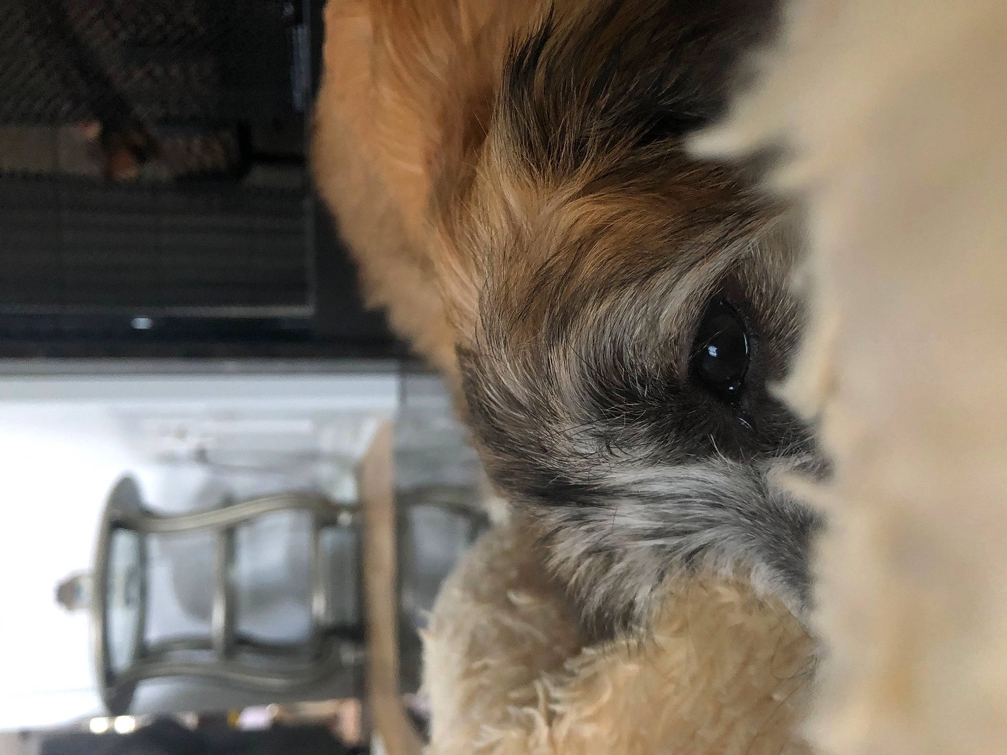 Bella joined the competition — help win amazing prizes! border_terrier, cairn_terrier, canidae, carnivore, companion_dog, dog, dog_breed, fawn, mammal, puppy, snout, sporting_group, terrier
