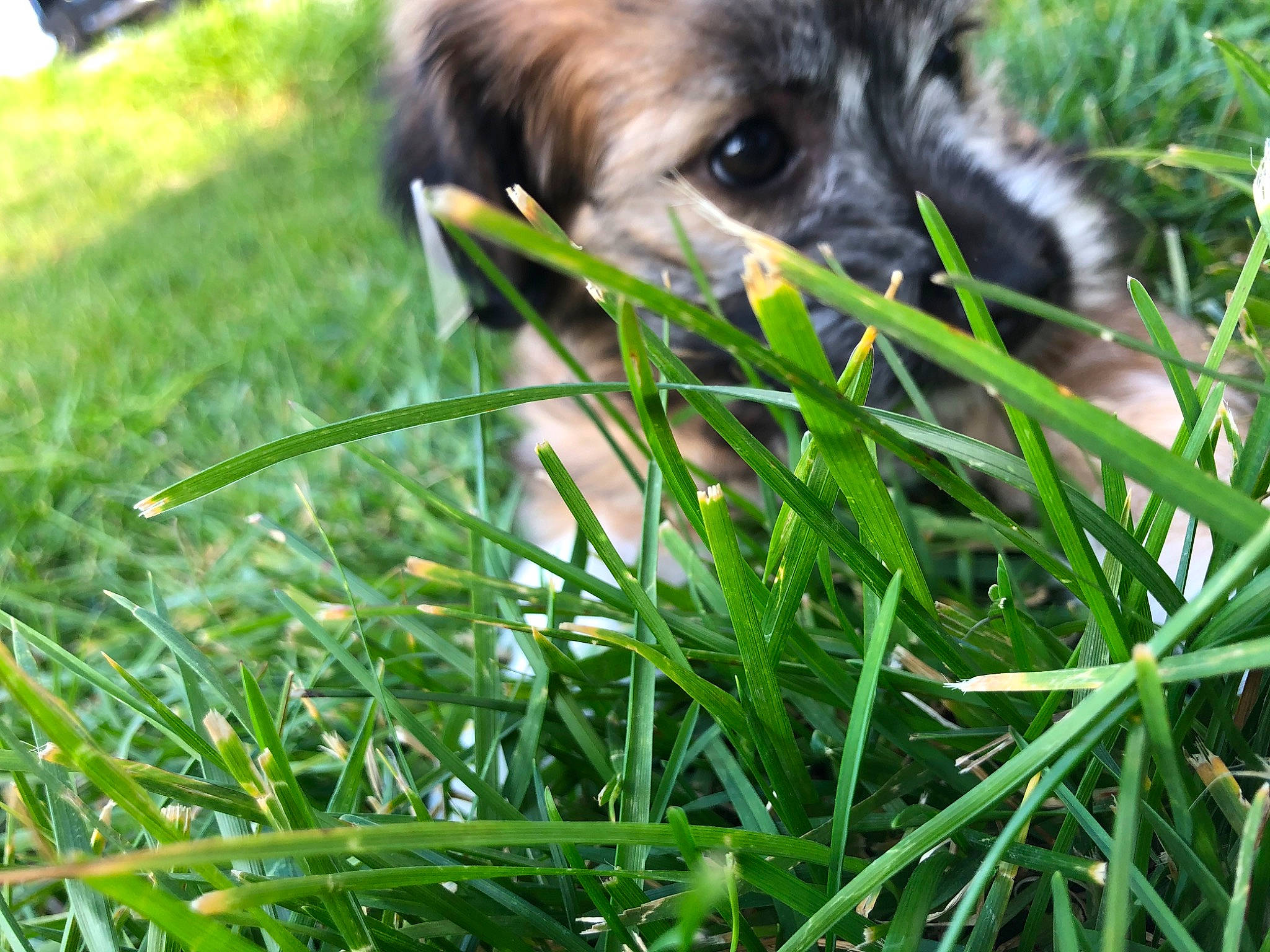 Bella joined the competition — help win amazing prizes! border_terrier, canidae, carnivore, companion_dog, dog, dog_breed, grass, grass_family, mammal, plant, puppy, snout, sporting_group