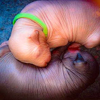 Bébés