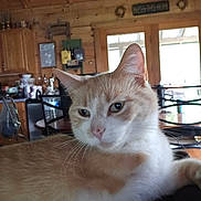 Buttercup joined the competition — help win amazing prizes! cat, orange_cat, white_cat, indoor, wooden_cabin, kitchen, table, chair, furniture, relaxed, pet, animal, whiskers, ears, face, eyes, nose, fur, domestic_cat, cozy