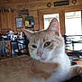 cat, orange_cat, white_cat, indoor, wooden_cabin, kitchen, table, chair, furniture, relaxed, pet, animal, whiskers, ears, face, eyes, nose, fur, domestic_cat, cozy