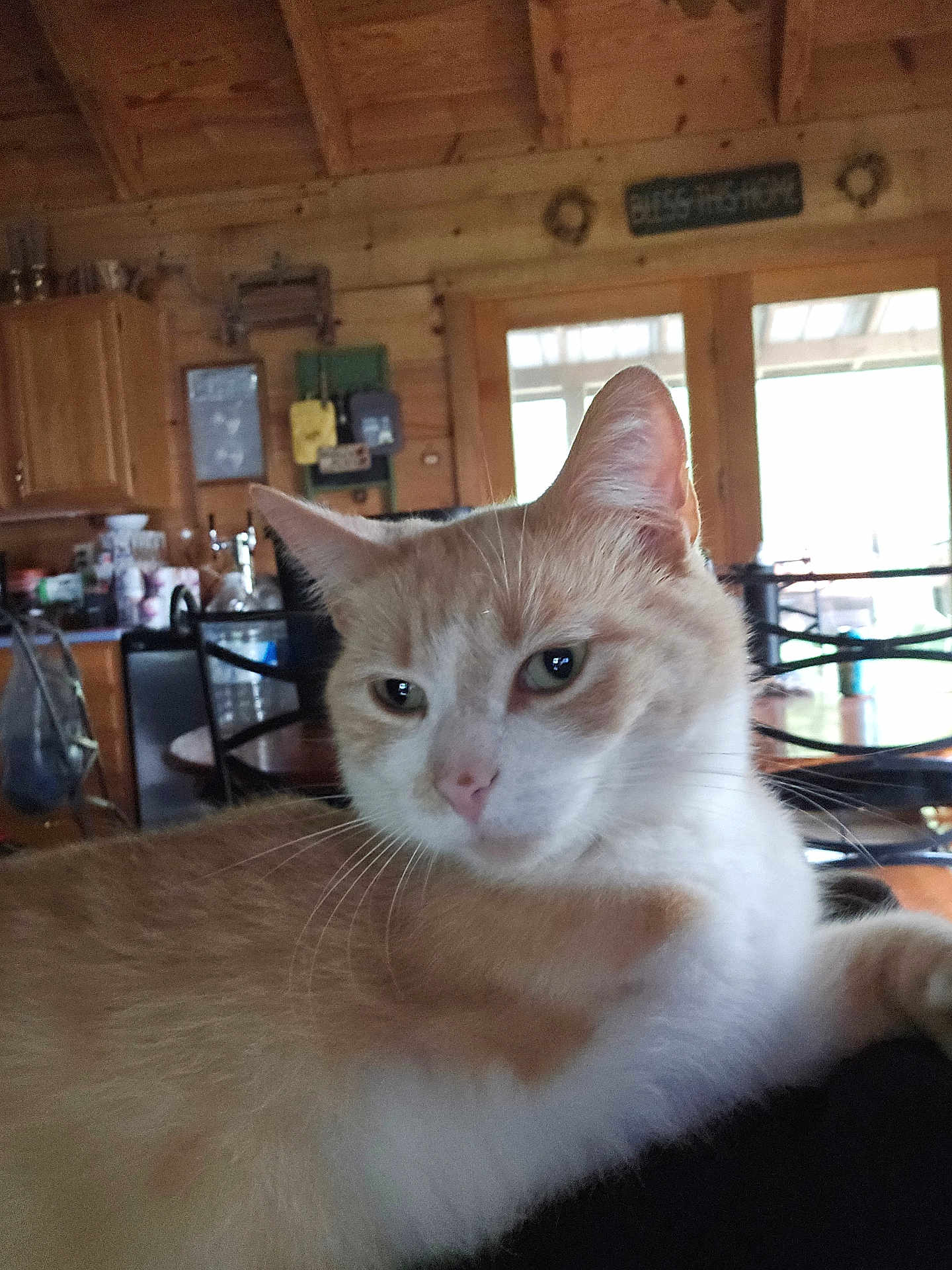 Buttercup joined the competition — help win amazing prizes! cat, orange_cat, white_cat, indoor, wooden_cabin, kitchen, table, chair, furniture, relaxed, pet, animal, whiskers, ears, face, eyes, nose, fur, domestic_cat, cozy