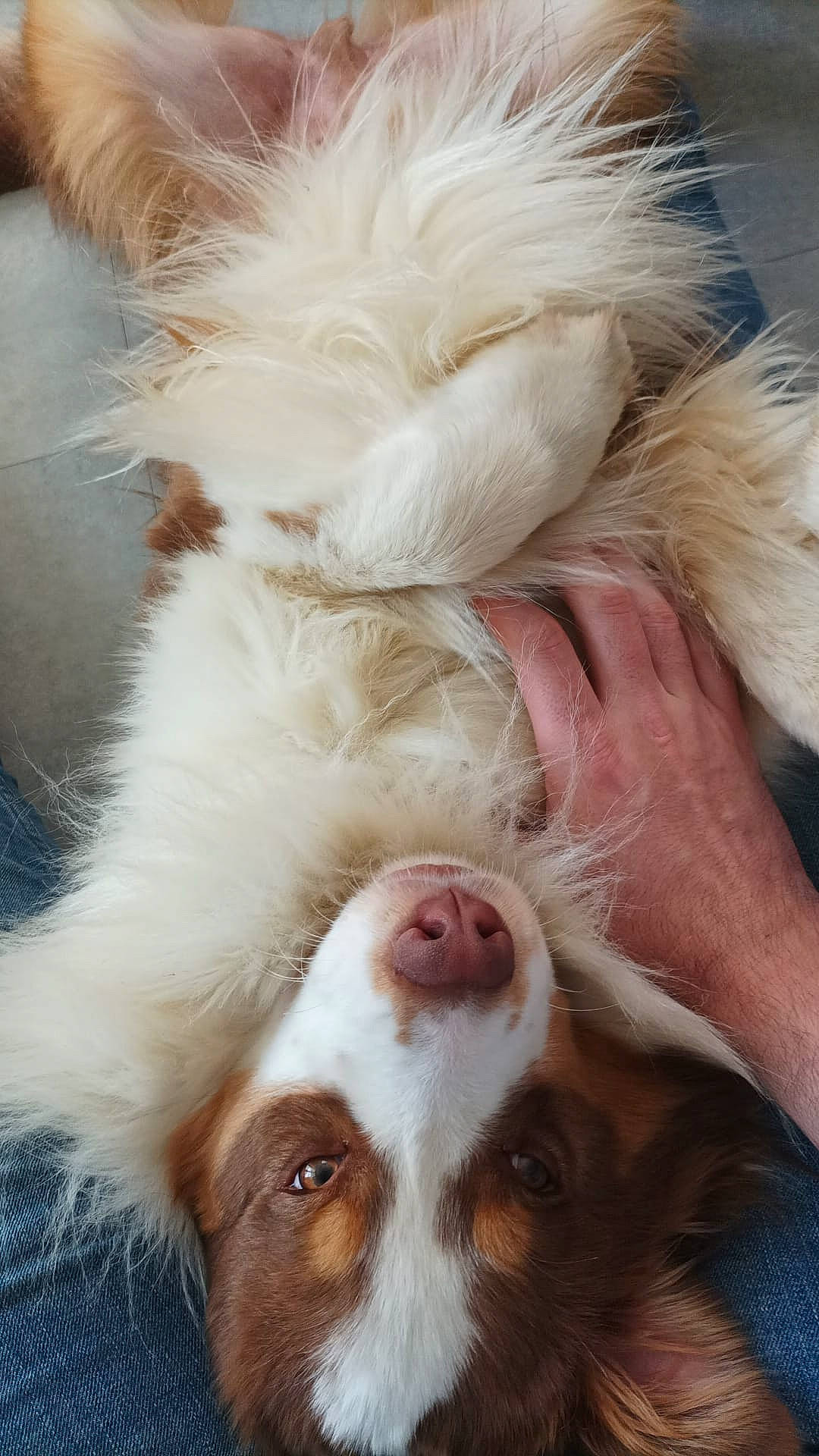 Yoshi participe au concours pour gagner de l'argent avec cette photo : canidae, carnivore, close_up, companion_dog, dog, dog_breed, ear, fawn, felidae, fur, liver, natural_material, paw, small_to_medium_sized_cats, snout, sporting_group, terrestrial_animal, toy_dog, whiskers, working_animal