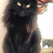 Salomé a rejoint le concours — aidez-le/la à gagner de superbes lots ! animal, black_cat, cat, closeup, cute, domestic_cat, feline, fluffy, fur, furry, indoor, long_hair, looking, mammal, pet, portrait, sitting, soft_light, whiskers, yellow_eyes