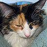 cat, calico, pet, animal, feline, fur, whiskers, ears, nose, sleepy, closeup, indoor, blanket, cozy, resting, cute, domestic, soft, portrait, relaxed