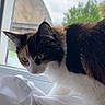 cat, calico, pet, animal, window, curious, fur, whiskers, indoor, soft_light, nature, daylight, white_cloth, closeup, mammal, domestic_animal, portrait, looking_down, greenery, houseplant