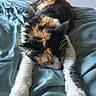 cat, calico, sleeping, stretching, paws, fur, whiskers, bed, blanket, indoor, pet, cozy, relaxed, animal, mammal, cute, resting, feline, soft, napping
