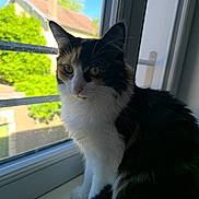 Arya a rejoint le concours — aidez-le/la à gagner de superbes lots ! cat, calico_cat, window, windowsill, indoor, outdoor, tree, house, roof, greenery, fur, pet, animal, whiskers, curious, sunlight, daytime, portrait, sitting, domestic