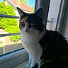 cat, calico_cat, window, windowsill, indoor, outdoor, tree, house, roof, greenery, fur, pet, animal, whiskers, curious, sunlight, daytime, portrait, sitting, domestic