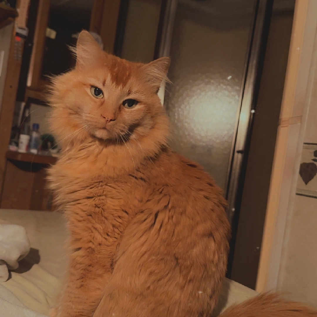 Tigger is registered to the contest to win money with this photo: abyssinian, angora, animal, cat, closet, couch, cupboard, door, furniture, hardwood, indoors, interiordesign, kitten, manx, pet, plywood, shelf, siamese, slidingdoor, wood