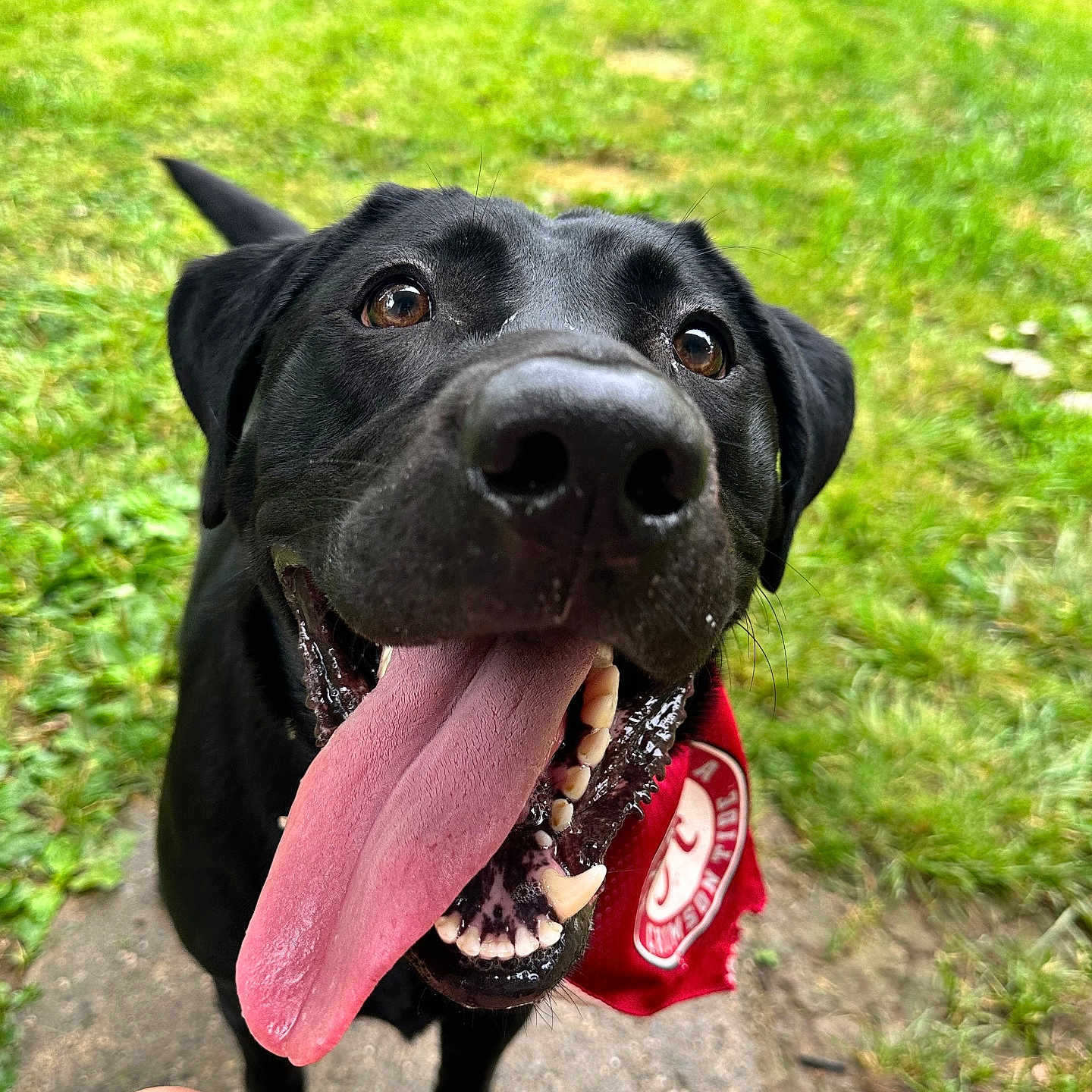 Carl joined the competition — help win amazing prizes! animal, architecture, bodypart, building, canine, dog, face, grass, head, labradorretriever, mouth, outdoors, person, pet, photography, plant, portrait, puppy, shelter, vegetation