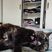 Chouquette a rejoint le concours — aidez-le/la à gagner de superbes lots ! animal, bed, cat, closet, clothes, cute, domestic, fur, furniture, home, indoor, mammal, paw, pet, playful, relaxed, resting, shelf, sleepy, tortoiseshell_cat