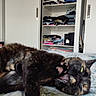 animal, bed, cat, closet, clothes, cute, domestic, fur, furniture, home, indoor, mammal, paw, pet, playful, relaxed, resting, shelf, sleepy, tortoiseshell_cat