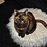 Chouquette a rejoint le concours — aidez-le/la à gagner de superbes lots ! animal, cat, cozy, cute, dark_background, domestic_cat, feline, fluffy_cushion, fur, green_eyes, indoor, looking_up, pet, round_cushion, sitting, soft_texture, tail, tortoiseshell_cat, whiskers, white_cushion