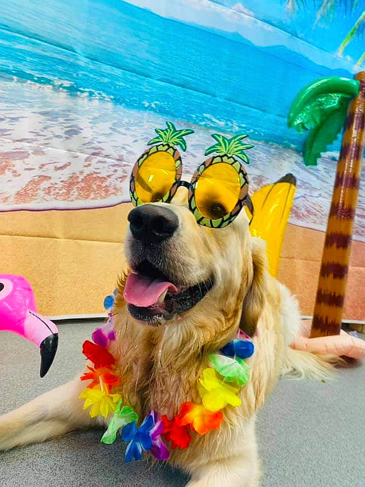 Meatball is registered to the contest to win money with this photo: blue, canidae, carnivore, collar, companion_dog, dog, dog_breed, dog_collar, dog_supply, eyewear, fawn, fun, happy, leisure, pet_supply, recreation, sporting_group, summer, travel, water