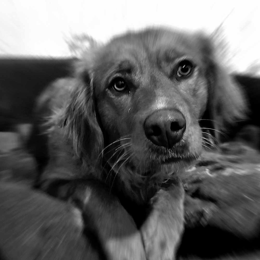 Peps a rejoint le concours — aidez-le/la à gagner de superbes lots ! animal, black_and_white, blur, canine, close_up, companion, dog, domestic_animal, ears, expression, face, fur, indoor, lying_down, mammal, nose, pet, portrait, whiskers, zoom_blur