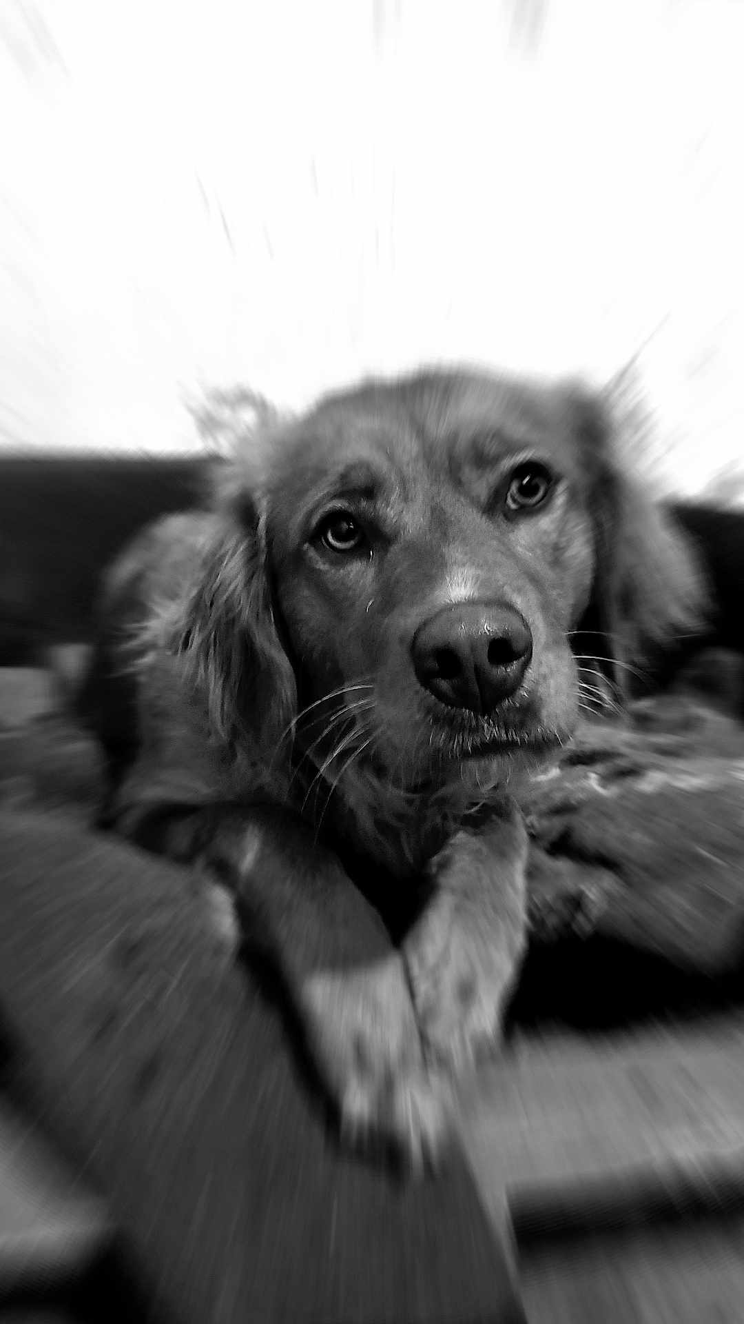 Peps a rejoint le concours — aidez-le/la à gagner de superbes lots ! dog, close_up, black_and_white, animal, pet, lying_down, fur, face, portrait, whiskers, nose, ears, blur, zoom_blur, indoor, expression, mammal, companion, domestic_animal, canine
