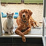 cat, dog, doorstep, blue_crocs, green_planters, pet, animal, outdoor, curious, sitting, golden_dog, white_cat, paws, leisure, companions, quiet, calm, domestic, curious_look, porch