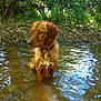 Peps participe au concours pour gagner de l'argent avec cette photo : dog, golden_retriever, water, creek, wet, outdoor, nature, river, tree_roots, greenery, sunlight, animal, pet, collar, tag, reflection, calm, shallow_water, summer, forest