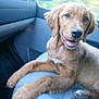 Peps a rejoint le concours — aidez-le/la à gagner de superbes lots ! dog, golden_retriever, puppy, car_interior, car_seat, pet, animal, canine, young_dog, friendly, happy, tongue_out, fur, ears, nose, eyes, indoor, transportation, vehicle, relaxing