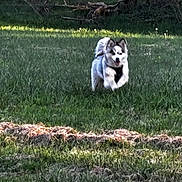 Volt participe au concours pour gagner de l'argent avec cette photo : animal, blur, canine, daytime, dog, field, fur, grass, greenery, happy, landscape, mammal, motion, nature, outdoor, pet, playful, running, shadow, sunlight