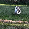 animal, blur, canine, daytime, dog, field, fur, grass, greenery, happy, landscape, mammal, motion, nature, outdoor, pet, playful, running, shadow, sunlight