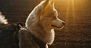 Volt a rejoint le concours — aidez-le/la à gagner de superbes lots ! animal, backlit, canine, closeup, companion, dog, fluffy, fur, golden_hour, harness, mammal, nature, outdoor, pet, profile, quiet, serene, sunbeam, sunlight, wildlife
