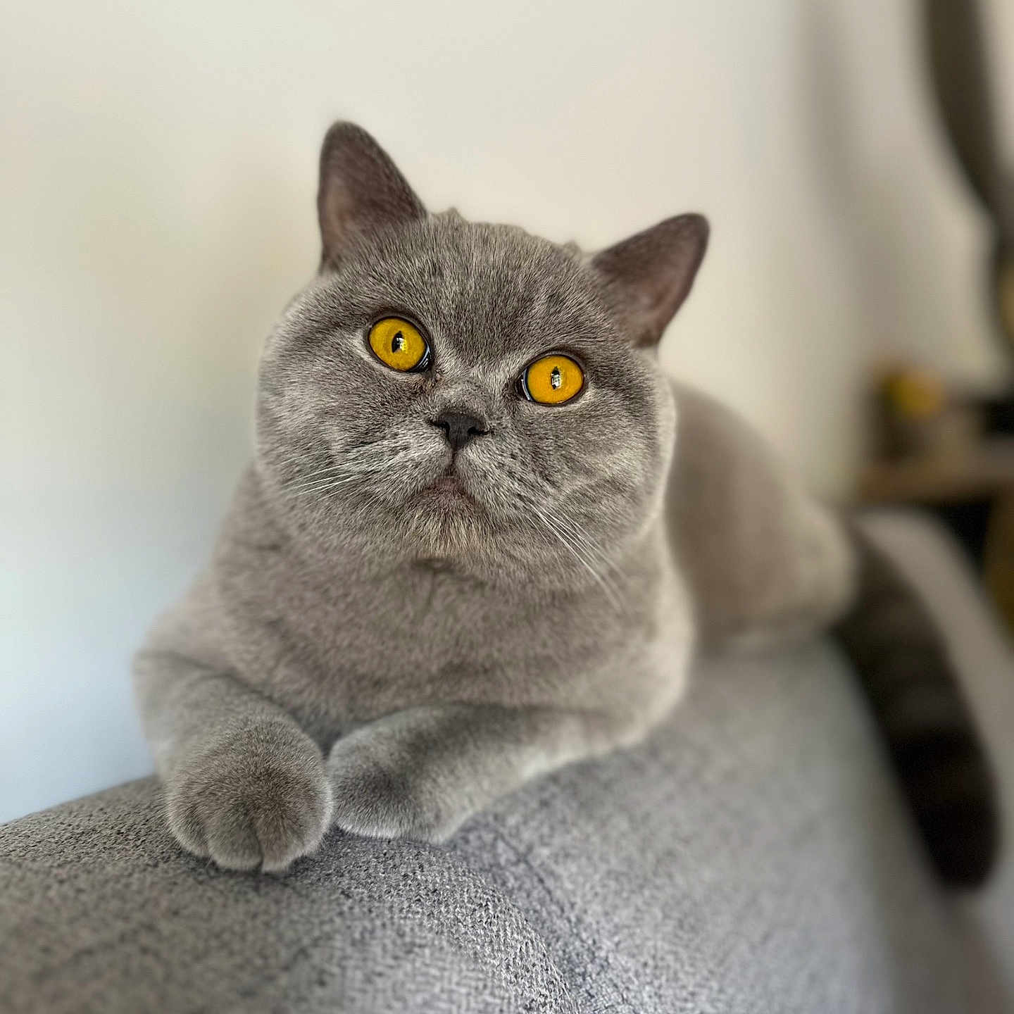Ulysse participe au concours pour gagner de l'argent avec cette photo : abyssinian, angora, animal, armchair, blanket, cat, chair, couch, cushion, furniture, gray, homedecor, indoors, kitten, manx, person, pet, siamese, sleeping, snout