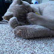 Nico is registered to the contest to win money with this photo: animal, blur, carpet, cat, claw, close_up, cozy, cute, domestic_animal, feline, fur, gray_cat, indoor, mammal, paw, pet, resting, sleeping, soft, whiskers